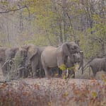 Zimbabwe Ambil Langkah Kontroversial: Pembunuhan Massal Gajah untuk Atasi Kelaparan! 1920x1080_cmsv2_21366571-2cf2-5e6f-9fd0-d8896cc39e09-8730616