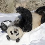 Inflasi Memaksa Kebun Binatang di Finlandia Kembalikan Panda Raksasa ke Cina Pyry