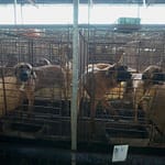 Korea Selatan Tawarkan Insentif, Adopsi sebelum Larangan Ternak Anjing Konsumsi Diberlakukan peternakan anjing korsel