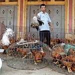 Terjangkit Flu Burung, Puluhan Harimau dan Singa Mati di Vietnam ayam-flu-burung