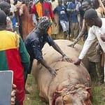 Warga Desa di Nigeria Rayakan Kematian Seekor ‘Kuda Nil Pembunuh’ kuda-nil-yauri