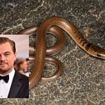 Terinspirasi Leonardo DiCaprio, Ular Langka di Himalaya Diberi Nama Anguiculus dicaprioi ulr-hmly