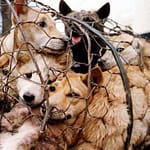 Baleg Hapus Usulan RUU Pelarangan Perdagangan Daging Anjing dan Kucing pdgn-dgn-njg