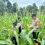 Jajaran Polsek Rungan Gencar Tingkatkan Ketahanan Pangan untuk Masyarakat