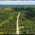 Operasi Besar! Satgas PKH Akan Sidak Perkebunan Sawit Nakal WhatsApp Image 2025-03-30 at 7.55.19 PM