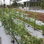 5 Tanaman dan Peternakan Ikan di Demplot Dishut yang Sukses! WhatsApp-Image-2025-01-28-at-4.23.56-PM-780×520