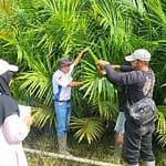 Sertifikasi Benih Kelapa Sawit: 41.168 Batang Siap Tanam di Lamandau! a4-6