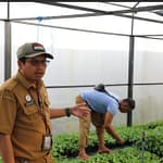 Bibit Cabai Berkualitas di Palangka Raya, Siapa yang Bisa Mendapatkannya? 11092025122004_1