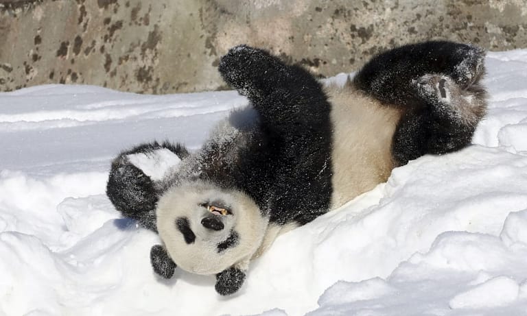 Inflasi Memaksa Kebun Binatang di Finlandia Kembalikan Panda Raksasa ke Cina