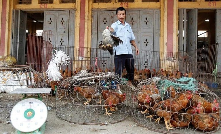 Terjangkit Flu Burung, Puluhan Harimau dan Singa Mati di Vietnam