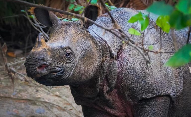 10 Satwa Liar Paling Terancam Punah: Sebagian Besar Berasal dari Indonesia