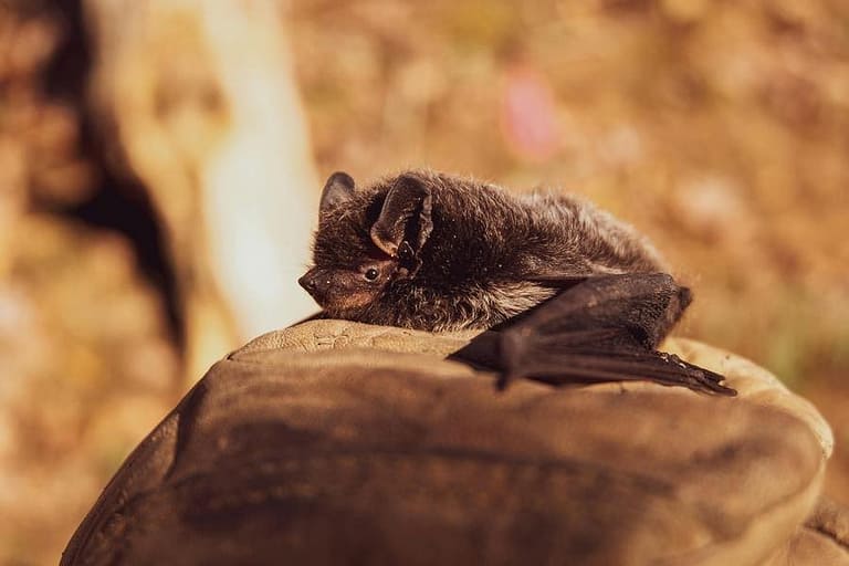 Seorang Anak di Kanada Meninggal Tertular Rabies dari Kelelawar yang Masuk ke Kamar Tidurnya