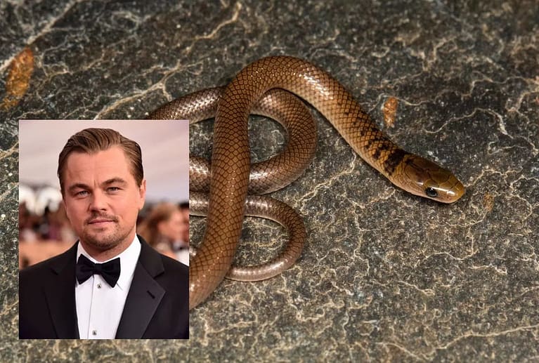 Terinspirasi Leonardo DiCaprio, Ular Langka di Himalaya Diberi Nama Anguiculus dicaprioi