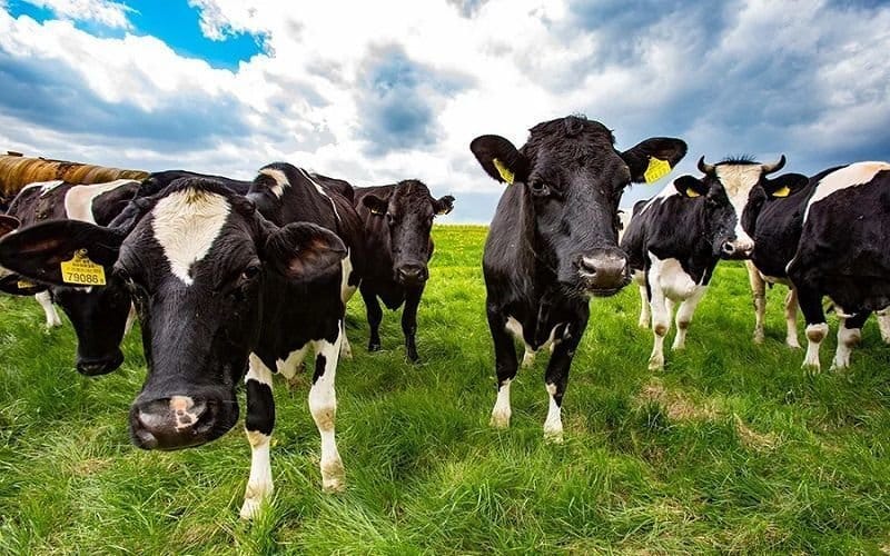 Wamentan: 60 Perusahaan Nyatakan Minat Impor Sapi untuk Program Makan Bergizi Gratis