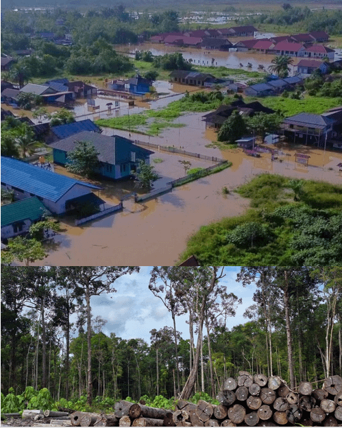 3.367 Hektar Hutan Hilang, Banjir Besar Kapuas-Pulpis: 60.416 Jiwa Terdampak, 9.089 Rumah Terendam